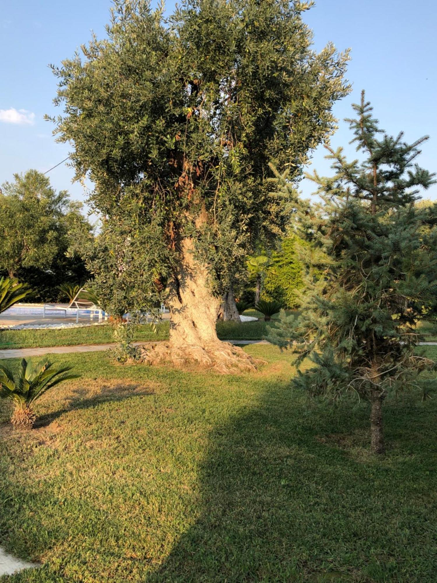 Villa Arhondula Πρίνος Εξωτερικό φωτογραφία